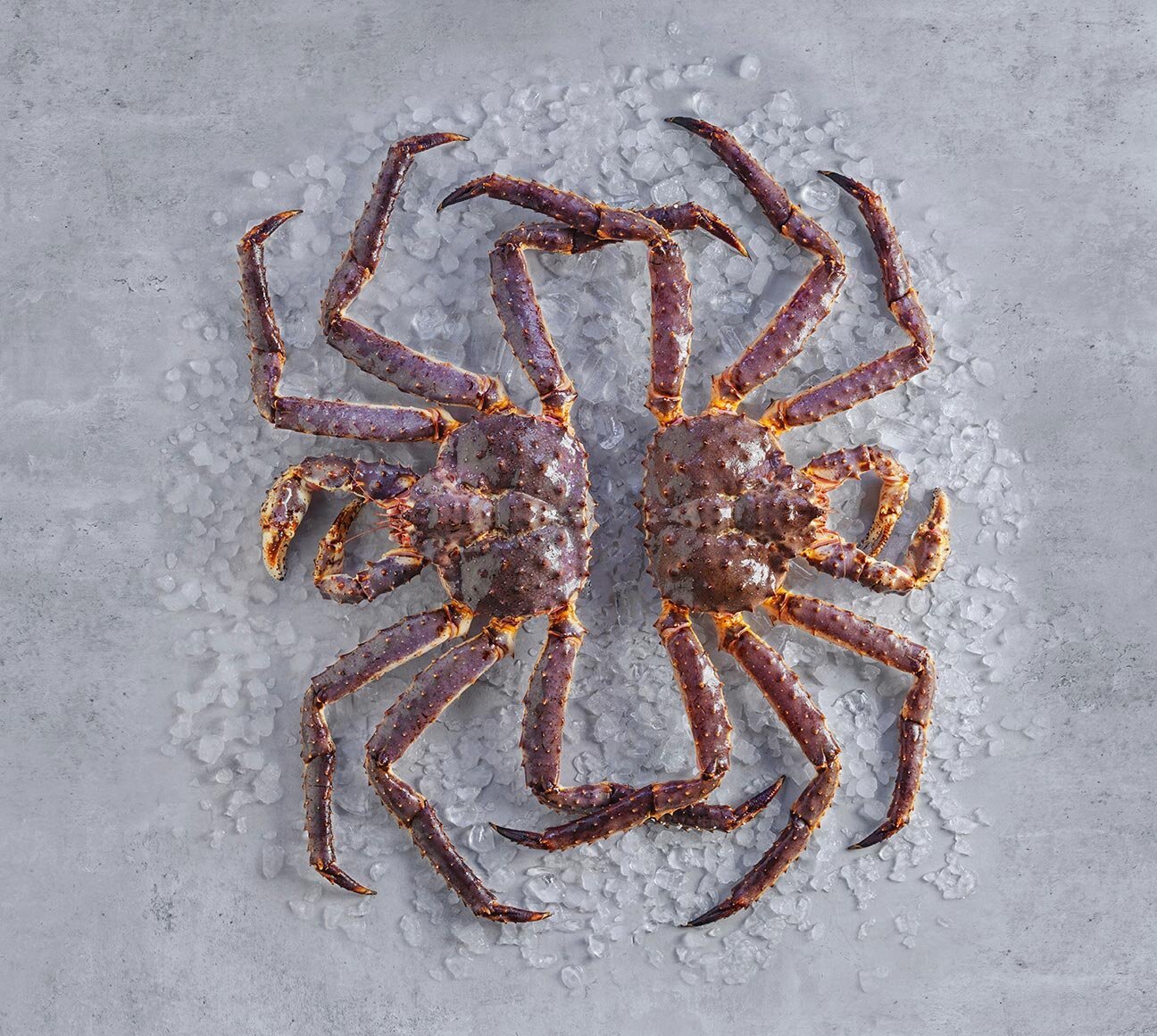 Czerwony krab królewski