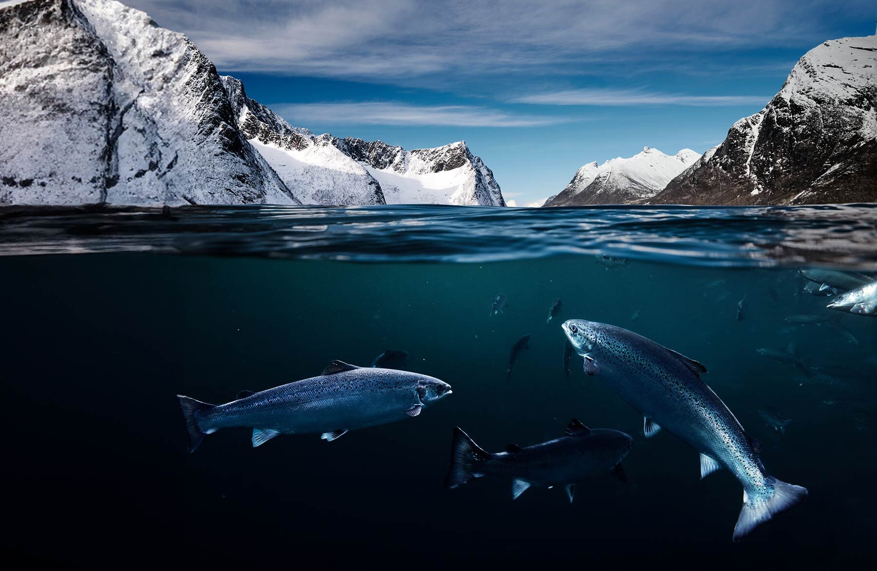 łososia norweskiego