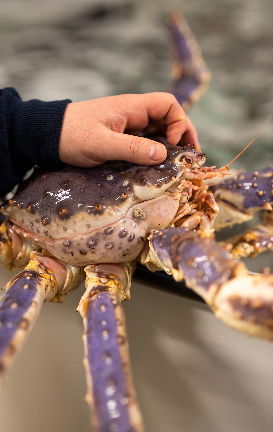 Czerwony krab królewski